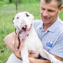 Собаки на территории